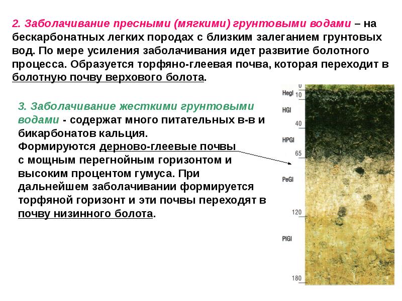 Болотные почвы презентация