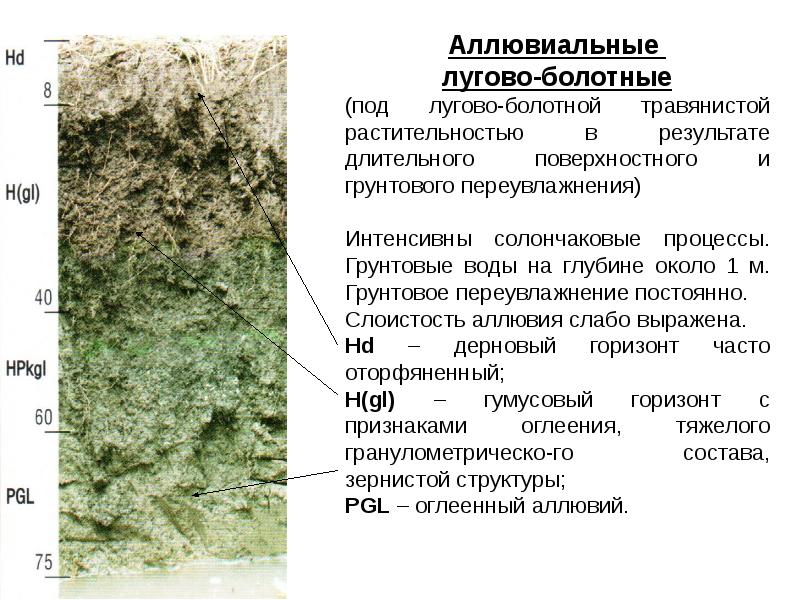 Болотные почвы презентация