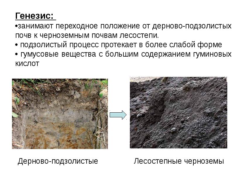 Болотные почвы презентация