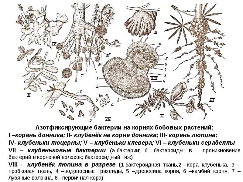 Азотфиксирующие бактерии и корни бобовых растений