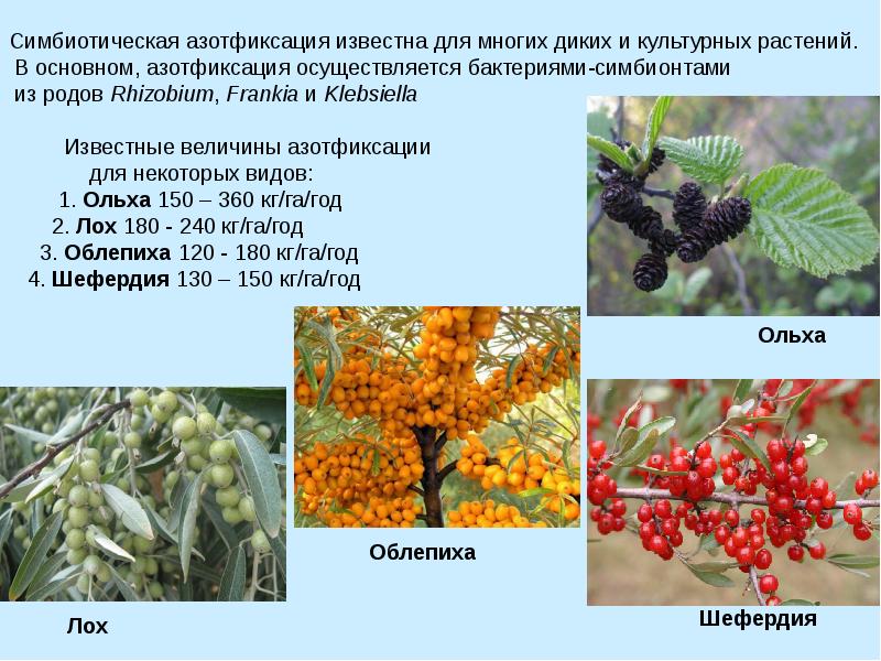 Симбиотическая азотфиксация. Облепиха азотфиксатор. Растения азотфиксаторы. Растения азотфиксаторы список. Кустарники азотфиксаторы.