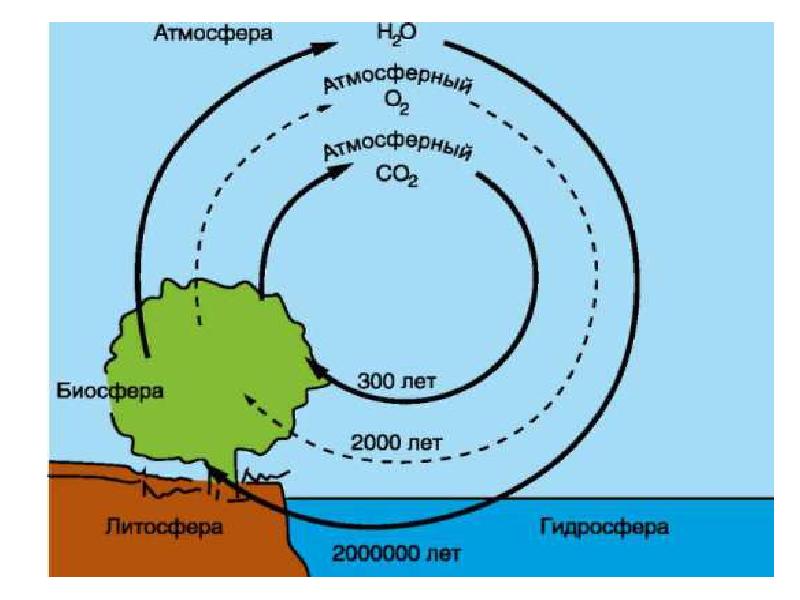 Закономерности существования биосферы круговороты веществ в биосфере презентация