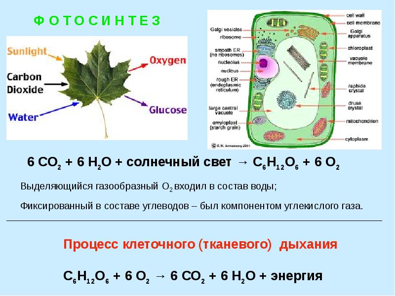 Круговорот химических элементов презентация