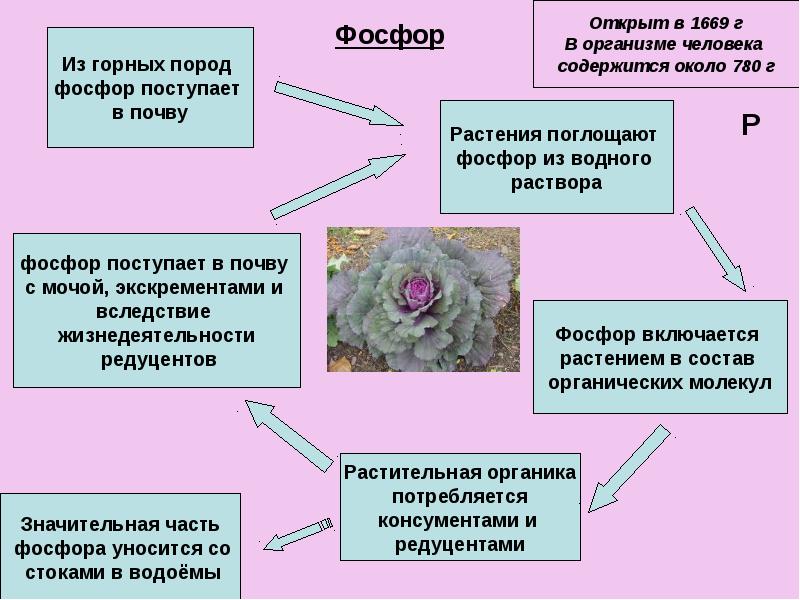 Круговорот калия схема