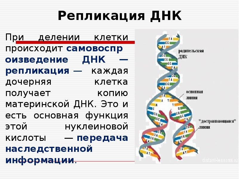 Генетическая информация в клетке презентация