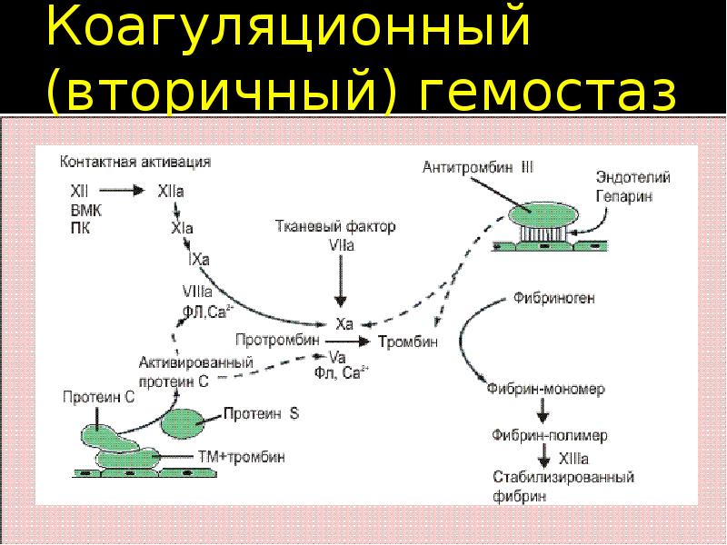 Плазменно коагуляционный гемостаз презентация