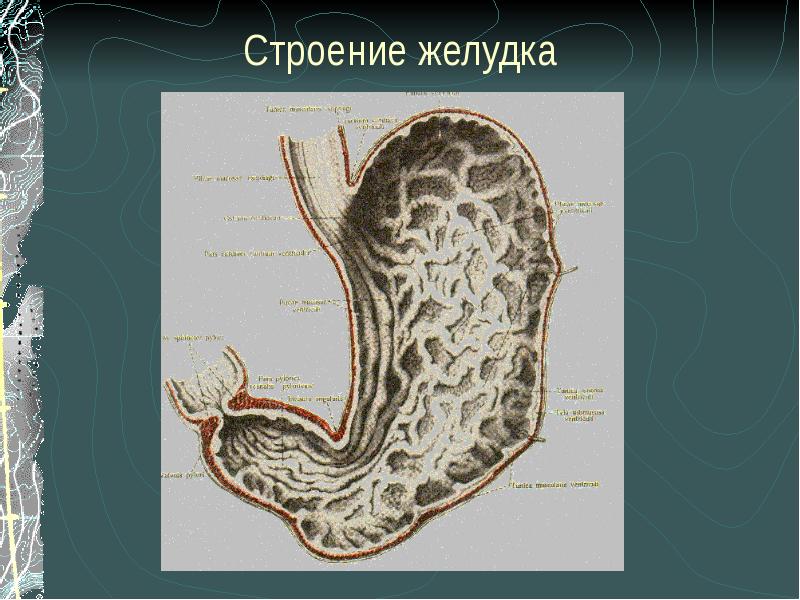 Язвенная болезнь 12 перстной кишки скачать презентацию