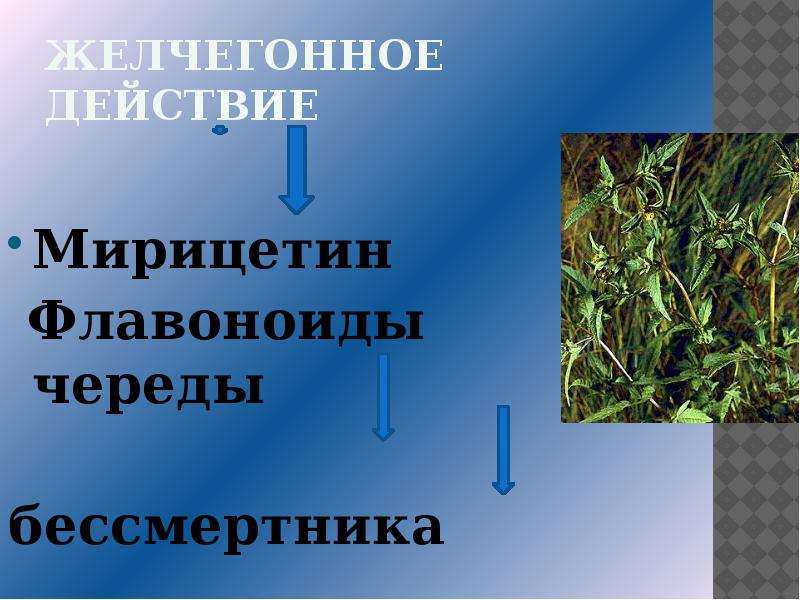 Сырье содержащее флавоноиды. Флавоноиды череды. мирицетин. флавоноиды для человека растения презентация по химии. растение сырье содержащее антрацит производной.