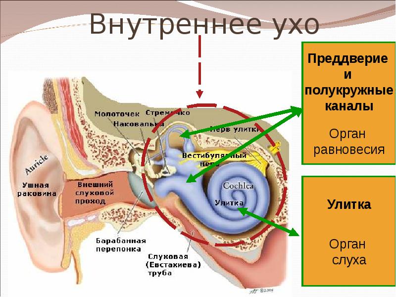 Органы слуха и равновесия их анализаторы презентация