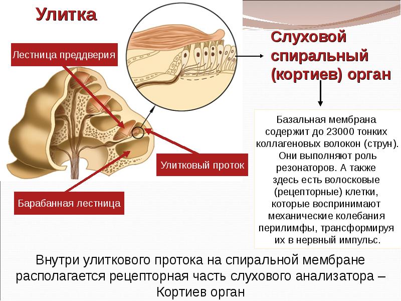 Схема оттока лимфы из органов слуха и равновесия