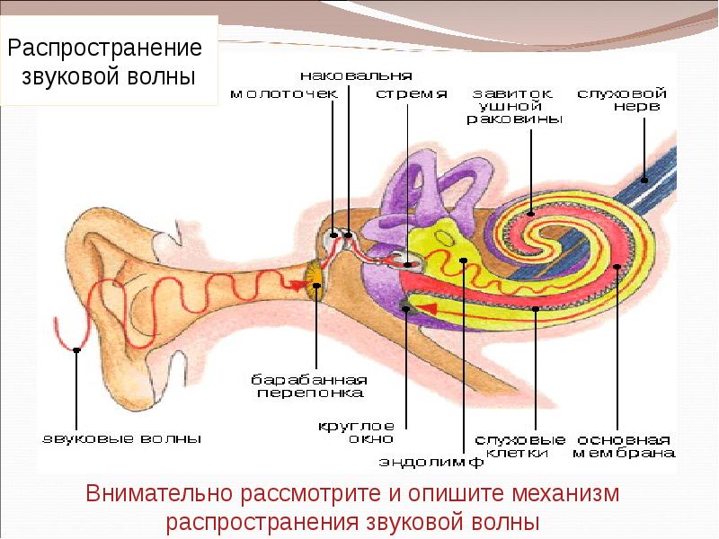 Орган равновесия презентация 8 класс