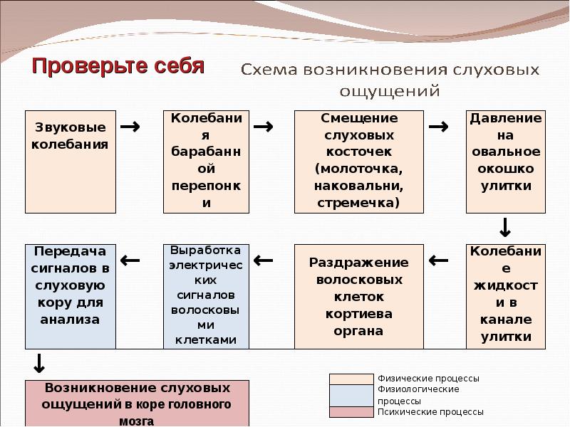 Возникновение ощущений схема