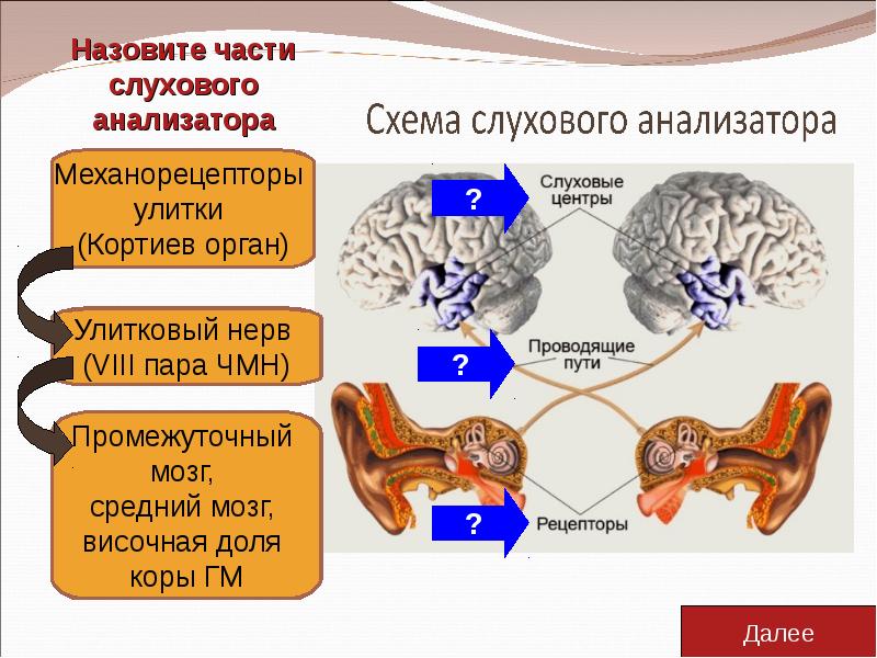 Тест орган слуха слуховой анализатор