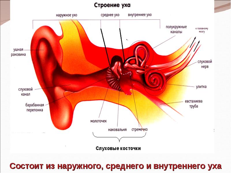 Рассмотрите на втором форзаце рисунок органа слуха проследите как звуковые
