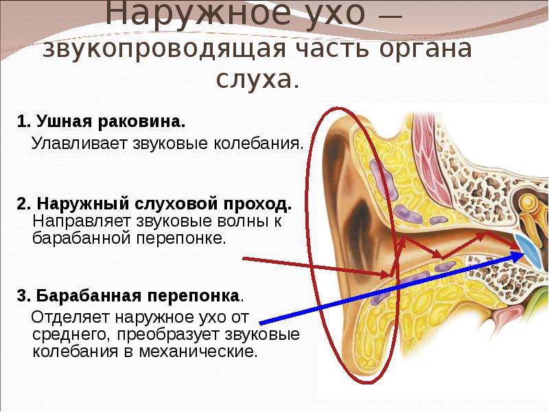 Барабанной перепонкой и внутренним ухом. Строение наружного слухового прохода. Барабанная перепонка преобразует звуковые колебания в. Строение наружного уха. Строение уха 1 ушная раковина 2 слуховой проход.