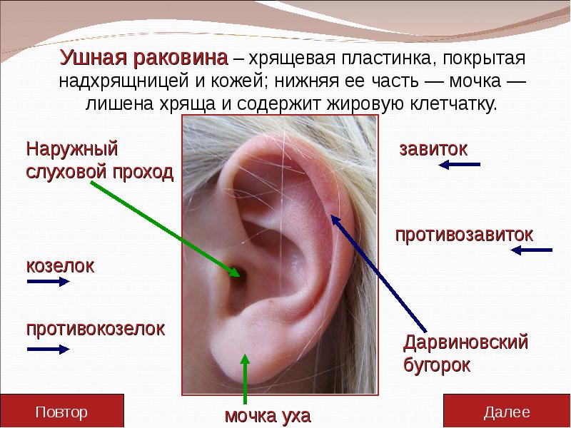 Перихондрит ушной раковины: причины, симптомы и лечение