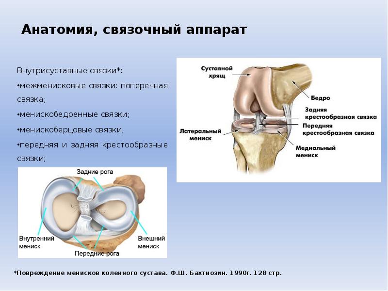 Анатомия человека колено фото