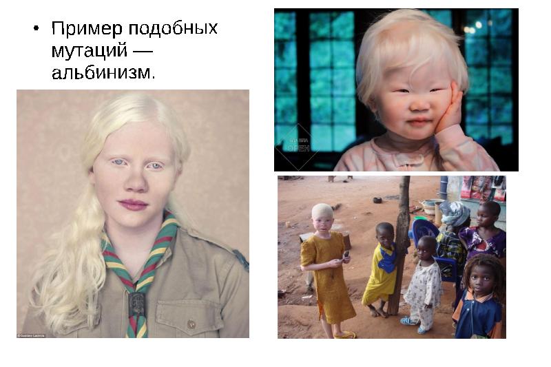 Пример подобных мутаций — альбинизм.  Пример подобных мутаций — альбинизм.