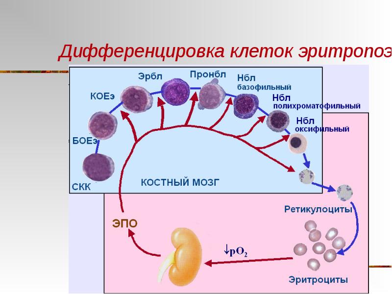 Дифференцировка клеток презентация