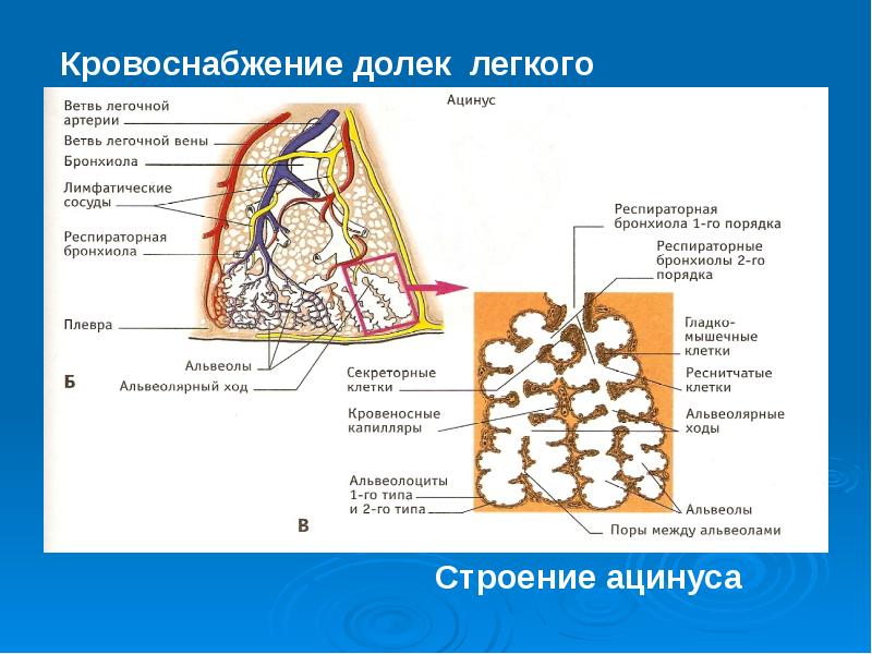 Схема строения ацинуса легкого