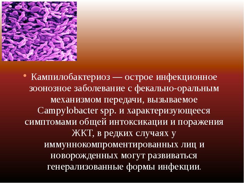 Доклад по теме Кампилобактериоз
