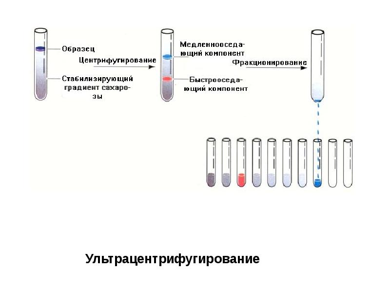 Фракционирования плазмы. Разделение белков ультрацентрифугирование. Ультрацентрифугирование метод. Принцип метода ультрацентрифугирования. Ультрацентрифугирование белков принцип.