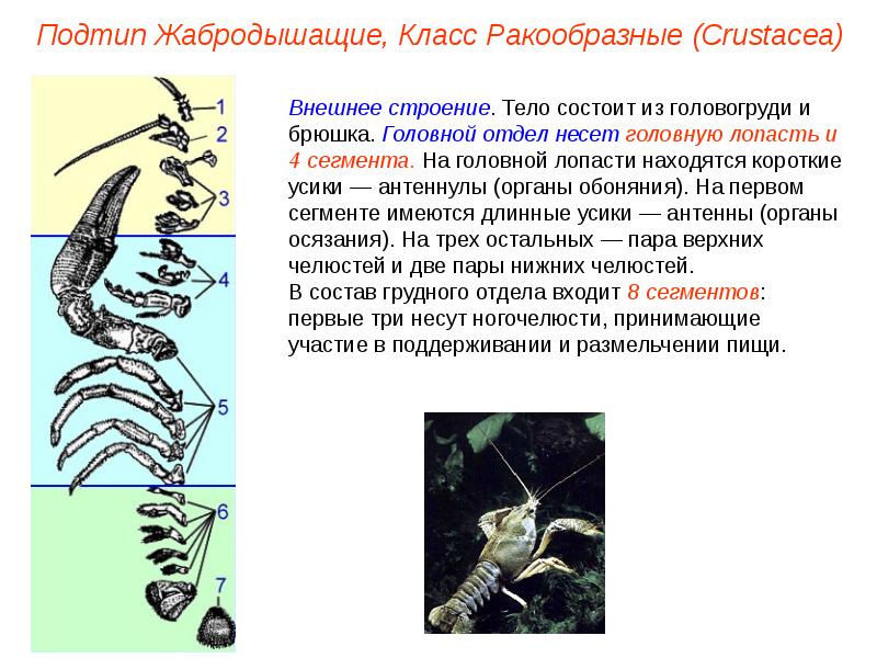 Общая характеристика ракообразных