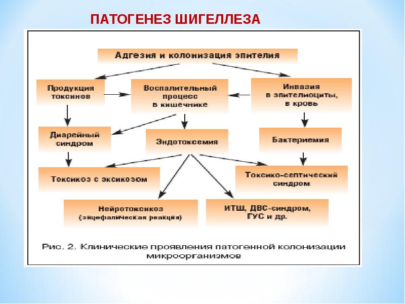 Патогенез дизентерии схема