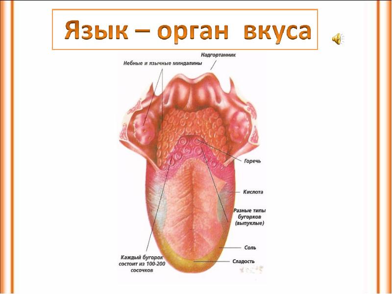 Органы вкуса презентация