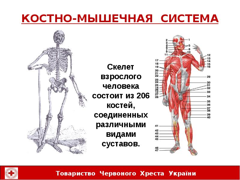 Проект на тему влияние пк на костно мышечный аппарат учащихся