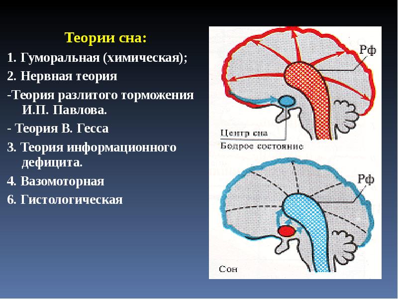 Гуморальная теория. Теории сна физиология. Сосудистая теория сна. Теория центра сна. Сон теории сна.