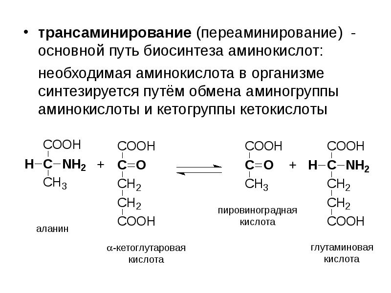 Биосинтез аминокислот в организме проект