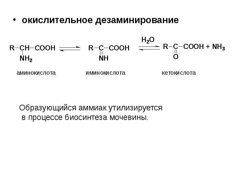 Окислительное дезаминирование схема