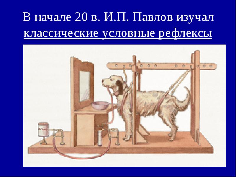 На рисунке изображена собака и одна из многочисленных установок которыми пользовался и п павлов