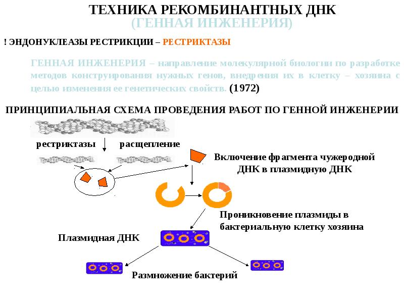 Понятие рекомбинантная дезоксирибонуклеиновая кислота презентация