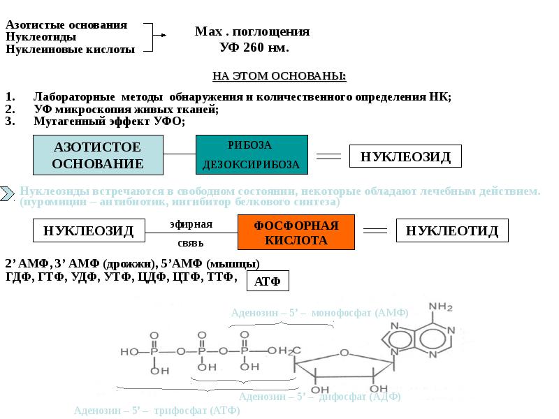 Матрица для синтеза нуклеиновых кислот