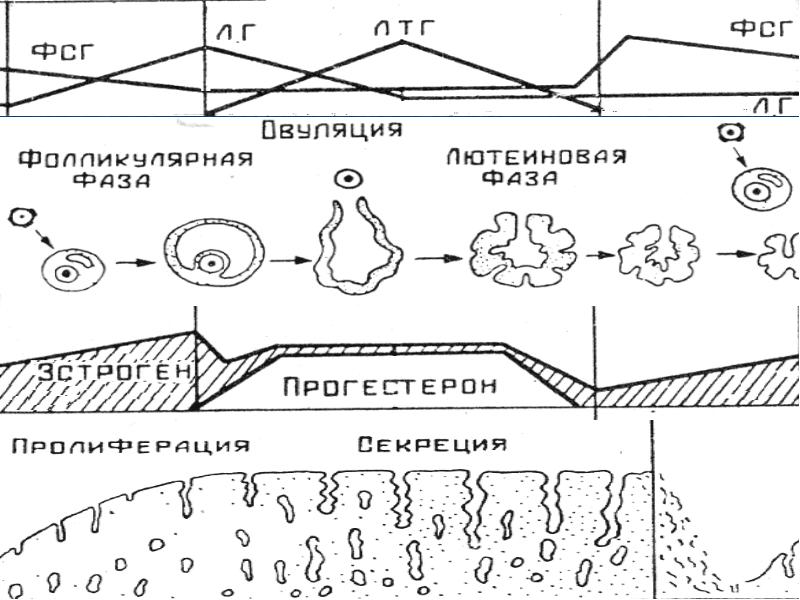 Овариально менструационный цикл схема