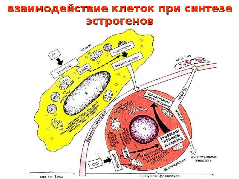 Взаимодействие клеток. Индукционные взаимодействия клеток.