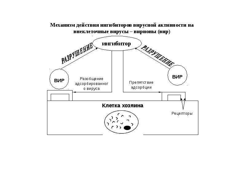 Медленные вирусные инфекции