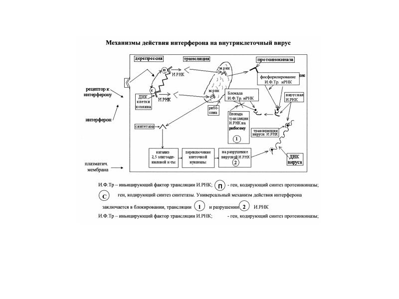 Технологическая схема получения интерферона