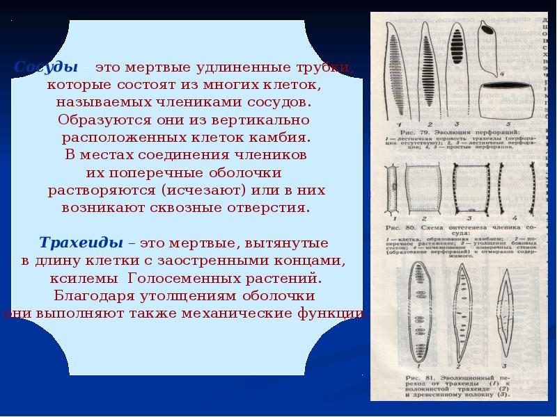 Строение мертвых клеток