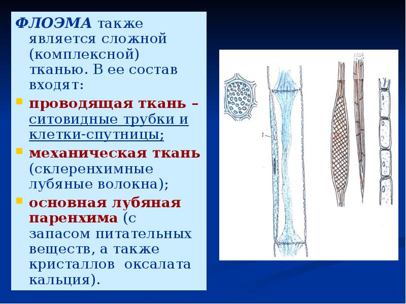 В входит в состав какой ткани. Проводящие ткани ситовидные трубки флоэма. Клетки спутницы флоэмы. Лубяные волокна флоэмы. Проводящая механическая ткань и ситовидная трубка.