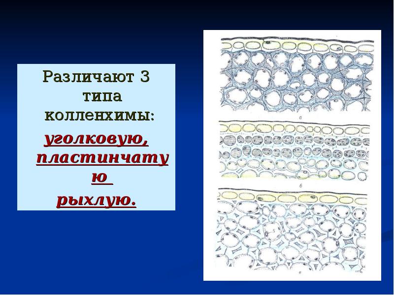 Колленхима. Рыхлая колленхима строение. Уголковая колленхима. Виды колленхимы. Колленхима расположение.