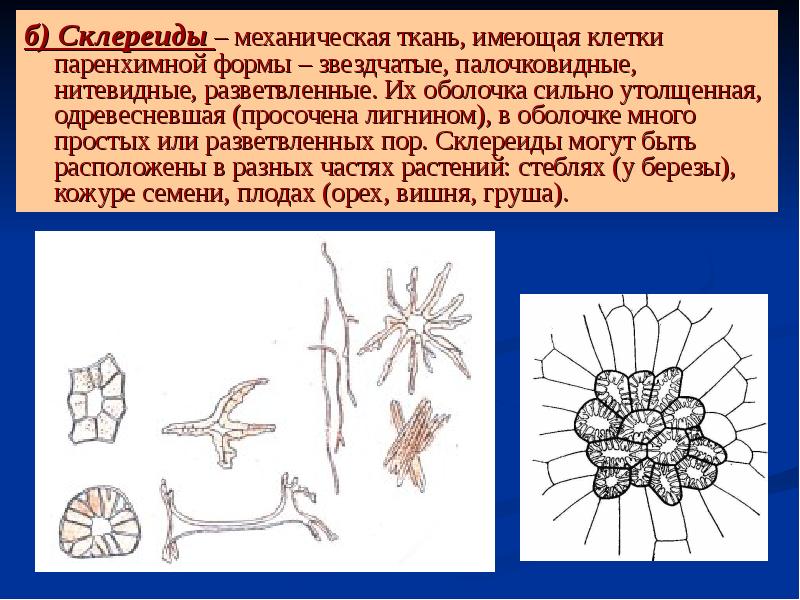 В состав какой ткани входит изображенная на рисунке клетка