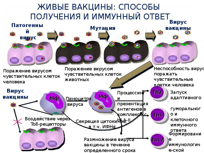 Вакцинация презентация по иммунологии