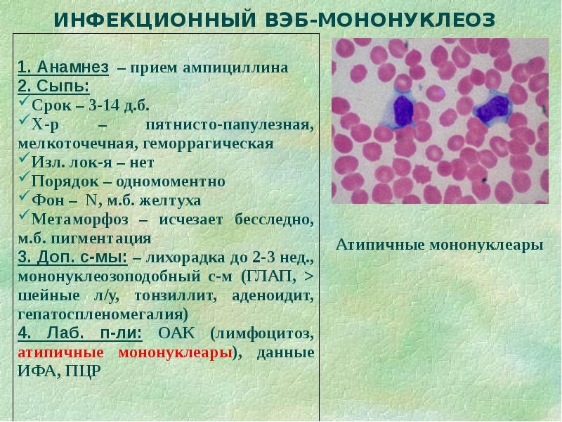 Дифференциальная диагностика сыпи презентация