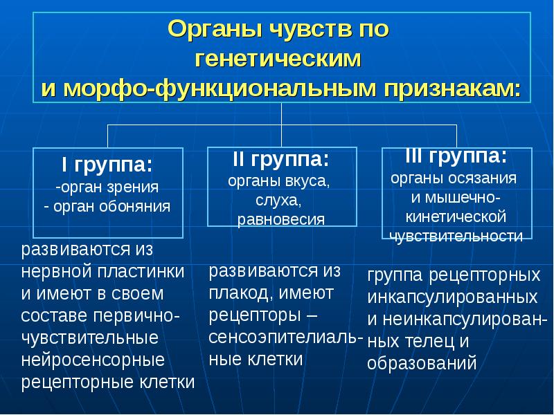 Органы чувств гистология презентация