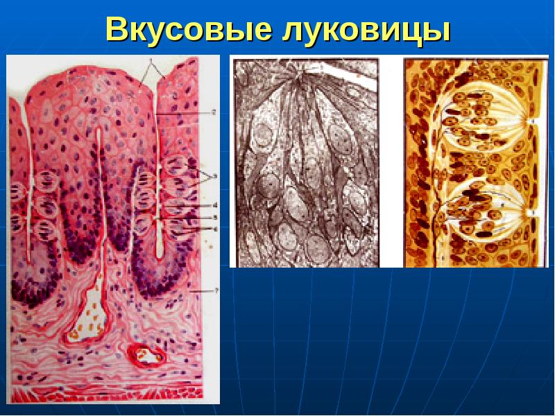 Органы чувств гистология презентация