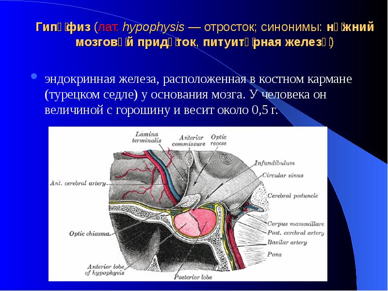 Гипоталамогипофизарная система. Гормоны гипофиза
