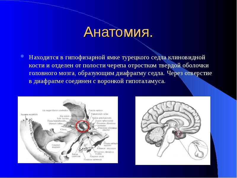 Турецкое седло в головном мозге где находится картинка